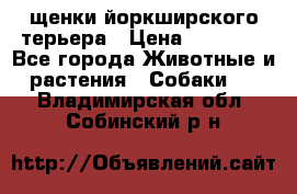 щенки йоркширского терьера › Цена ­ 20 000 - Все города Животные и растения » Собаки   . Владимирская обл.,Собинский р-н